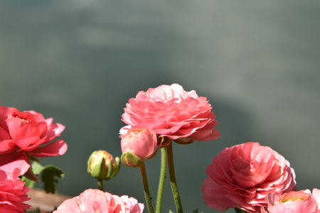 pink rose on bloom near lake in garden