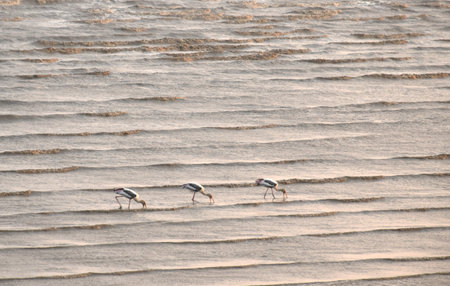 open-billed stork bird walking and catching  for fis or shellfish on sea