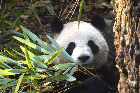 panda feeding fresh bamboo leaf on ground in forestの写真素材