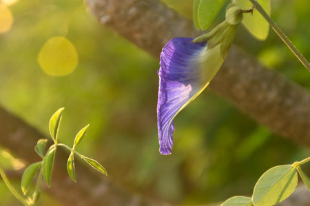 butterfly pea purple flower hanging from brunch in gardenの写真素材
