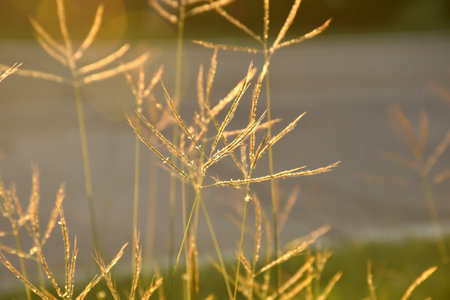 grass flower flowing from wind blow in parkの写真素材