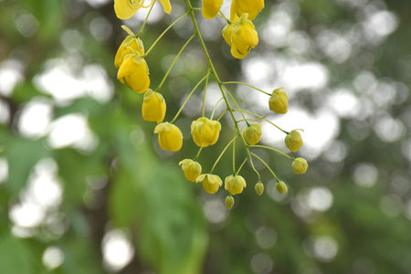 golden shower tropical flower blooming making colorful summer in gardenの写真素材