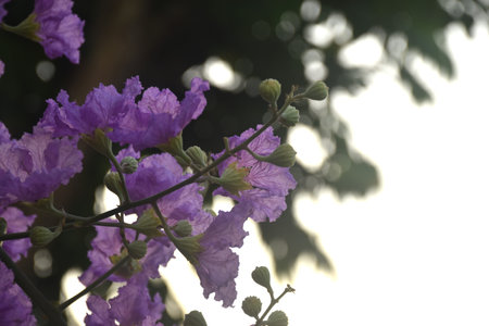 Purple flower blooming from branch in garden on summerの写真素材