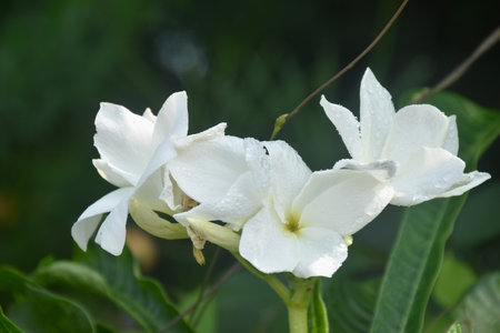 Plumeria or temple tree white flower with drop of water blooming in gardenの写真素材