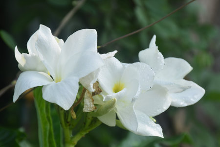 Plumeria or temple tree white flower with drop of water blooming in gardenの写真素材