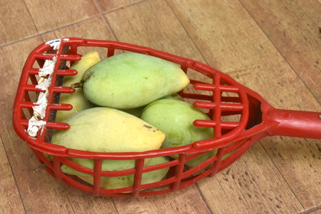 ripe mango tropical fruit hanging from branch on tree in garden picking by basketの写真素材