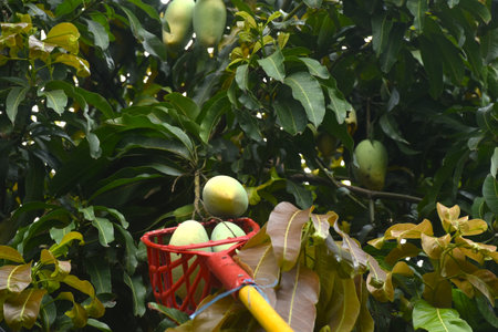 ripe mango tropical fruit hanging from branch on tree in garden picking by basketの写真素材