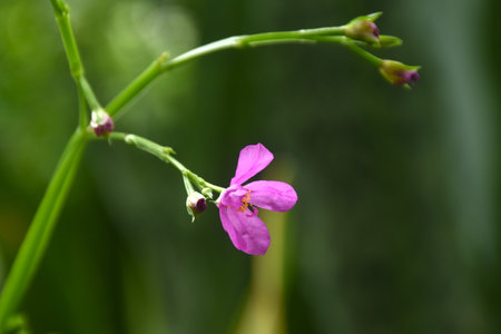 Talinum paniculatum pink flower and herbal blooming from branch in gardenの写真素材