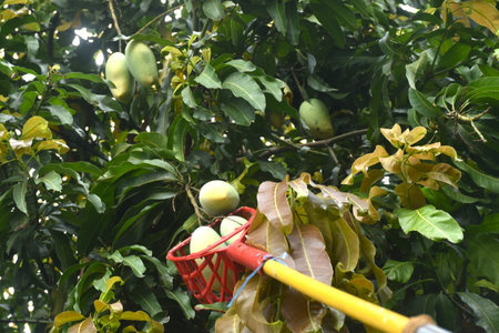 ripe mango tropical fruit hanging from branch on tree in garden picking by basketの写真素材