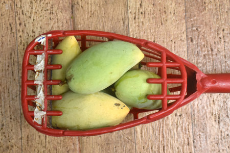 ripe mango tropical fruit hanging from branch on tree in garden pickingの写真素材