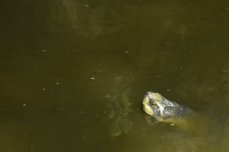 pond turtle floating on water surface in pool in gardenの写真素材