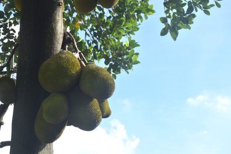 jackfruit growing hanging from branch on tree in farmの写真素材