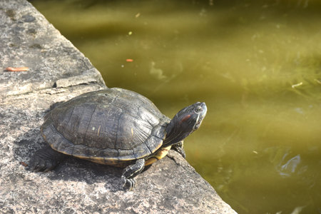 pond turtle floating on ground at pool in gardenの写真素材