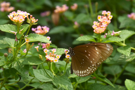 butterfly hanging and feeding nectar from flower in gardenの写真素材
