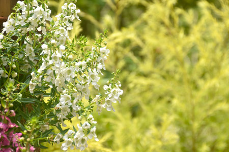 angel flower or narrow-leaved angelon blooming in garden on sunny dayの写真素材