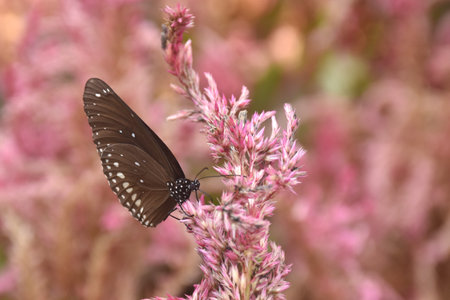 butterfly hanging and feeding nectar from flower in gardenの写真素材