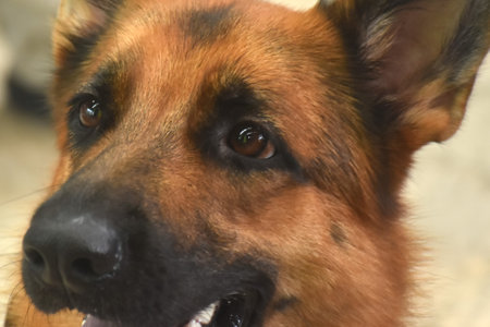 portrait of German Shepherd or Alsatian cute and smart dogの写真素材