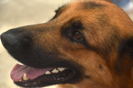 portrait of German Shepherd or Alsatian cute and smart dogの写真素材