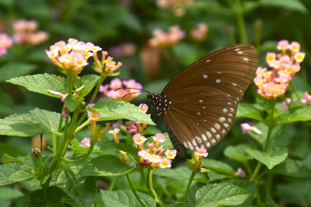butterfly hanging and feeding nectar from flower in gardenの写真素材