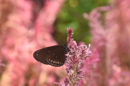 butterfly hanging and feeding nectar from flower in garden