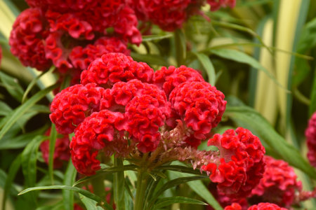 cockscomb flower blooming on branch in gardenの写真素材