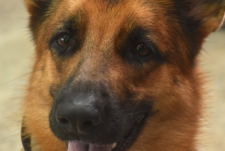 portrait of German Shepherd or Alsatian cute and smart cute dogの写真素材