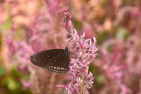butterfly hanging and feeding nectar from flower in gardenの写真素材