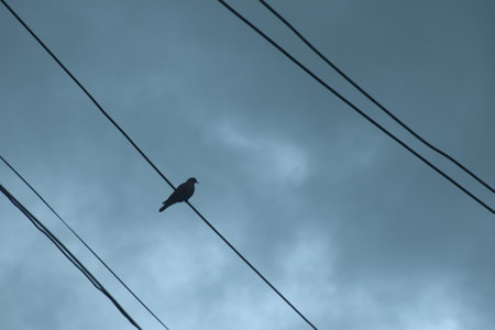 dove bird hanging arranging on electric wire in rain cloud sky backgroundの写真素材