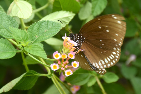 butterfly hanging and feeding nectar from flower in gardenの写真素材