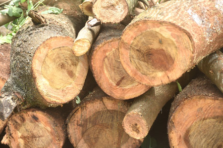 timber and wood cutting arranging on ground in wooden industryの写真素材