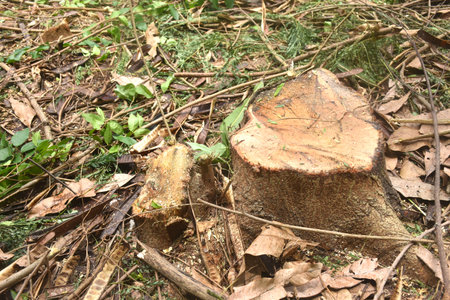 timber and wood cutting on ground deforestation problem of the worldの写真素材