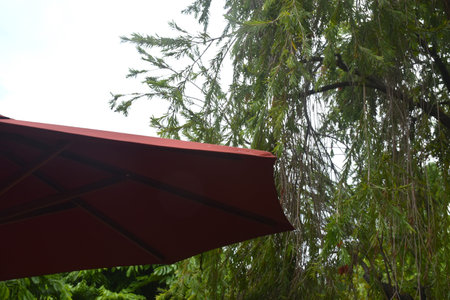 red umbrella fabric with long wooden handle in gardenの写真素材