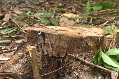 timber and wood cutting on ground deforestation problem of the worldの写真素材