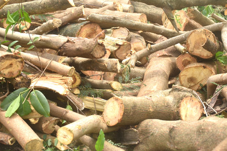 timber and wood cutting on ground deforestation problem of the worldの写真素材
