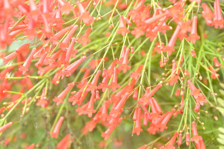 firecracker or coral plant red flower with drop of water in garden