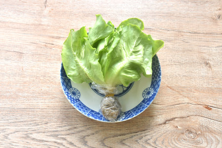 fresh green cos or  Romaine lettuce vegetable salad with drop of water arranging on plateの写真素材