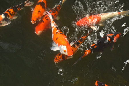 fancy carp fish swimming and playing waterfall in pondの写真素材