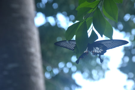 great mormon butterfly hanging on orange jasmine branch in gardenの写真素材