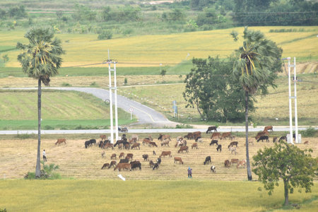 landscape of cow feeding grass on field at farm in Thailandの写真素材