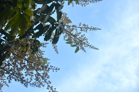 mango flower bloom at treetop and waiting rain for growth to be fruit on garden in summer with sky backgroundの写真素材