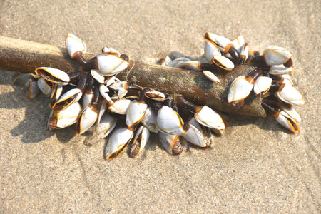 goose barnacles shellfish clinging piece of wood on beach at Khai Chet Beach travel location in Thailandの写真素材