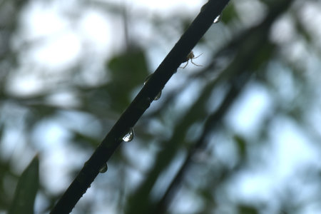 drop of water on branch with shadow on surface in basin