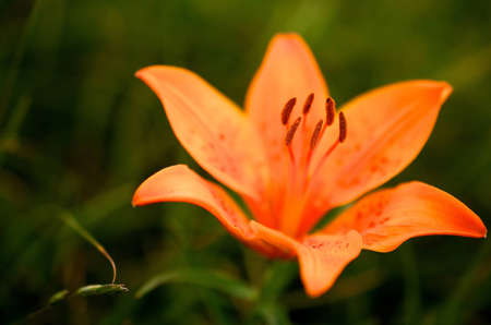 Orange Flowerの写真素材