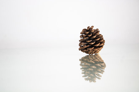 Pine cone on white background with reflection and copyspace.の写真素材