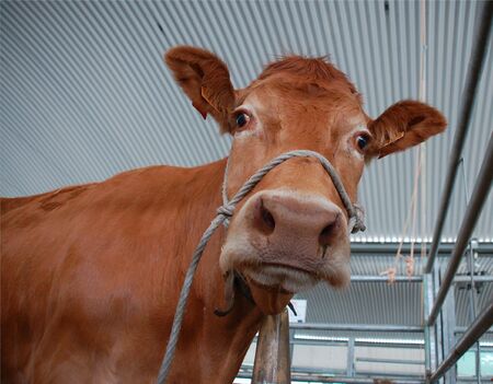 Cow