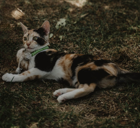 Cute cat lying on the grass in the garden. Select focus.の写真素材