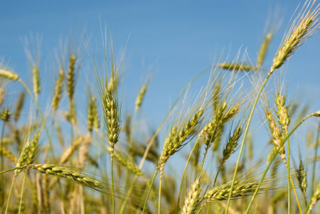 wheat field with sky in backgroundの写真素材