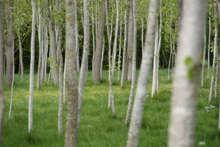 treesの写真素材