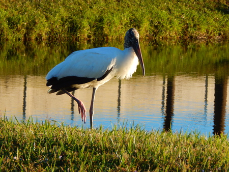 Boynton Beach, Flrida, lake, reflection, trees, green grass, blue sky, pelicanの写真素材
