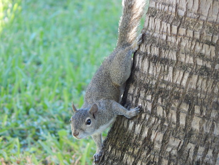 Boynton Beach, Flrida, lake, squirrel, grass, green, treeの写真素材